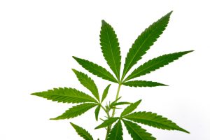 Attorney for Marijuana Possession Defense in Austin, TX